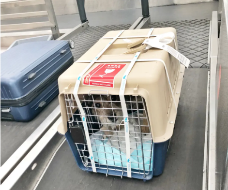 阿里宠物托运 宠物托运公司 机场宠物托运 宠物空运